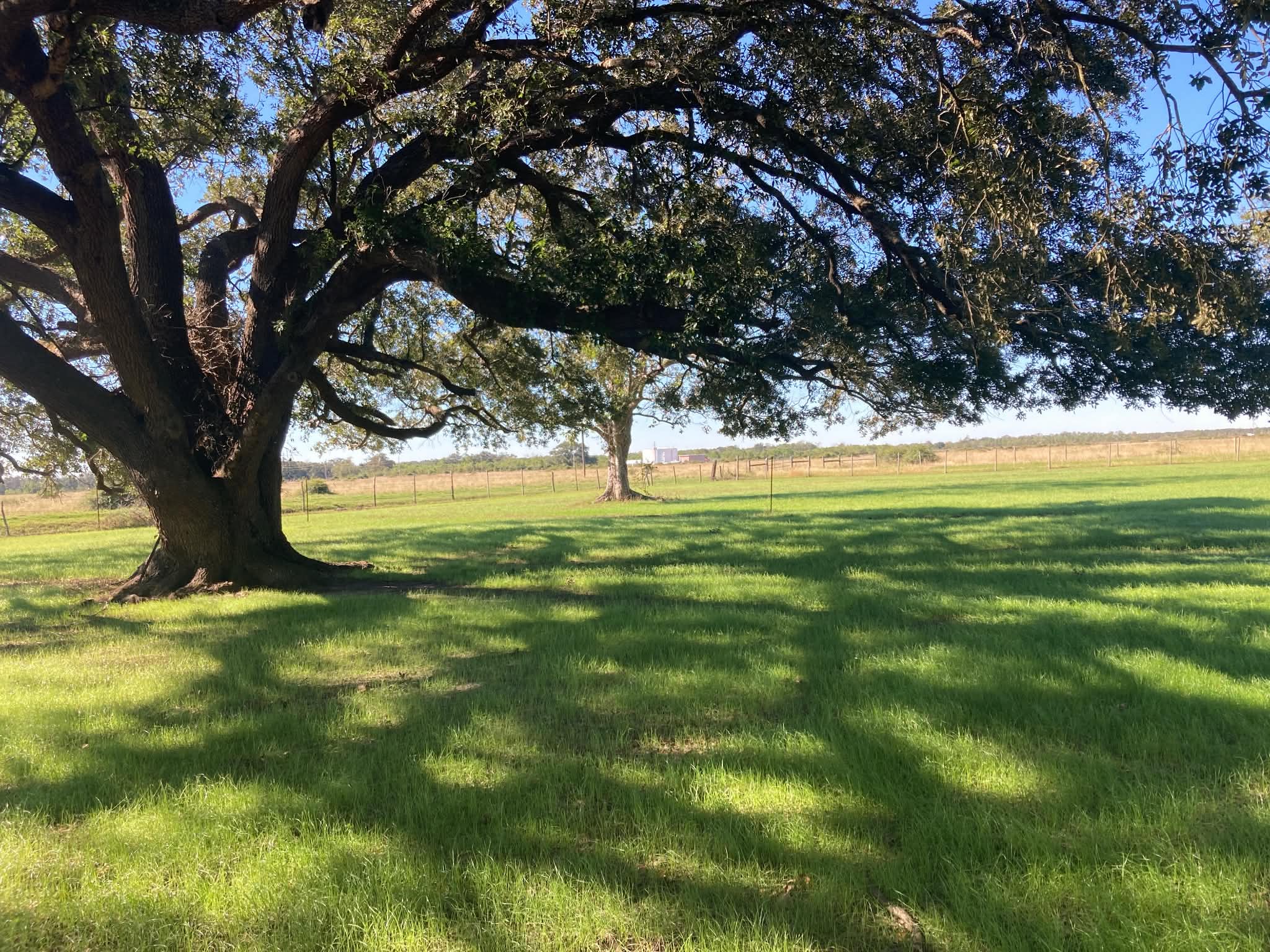 pasture oak